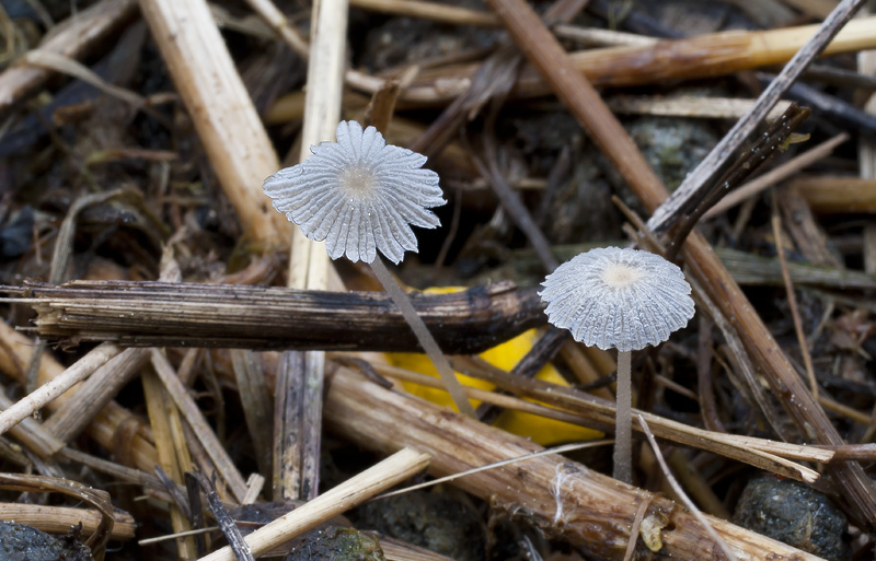 Coprinellus congregatus